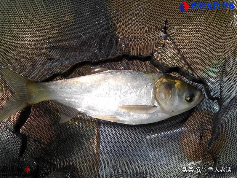 鲢鳙一天中什么时候好钓，鲢鳙几点钓，钓鲢鳙什么季节什么时间最好钓