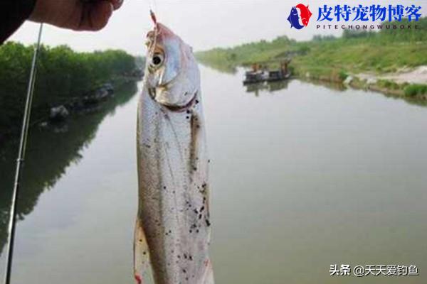 泥鳅钓翘嘴钓底还是钓浮，用什么钩，怎么打窝，夏天怎样钓翘嘴鱼