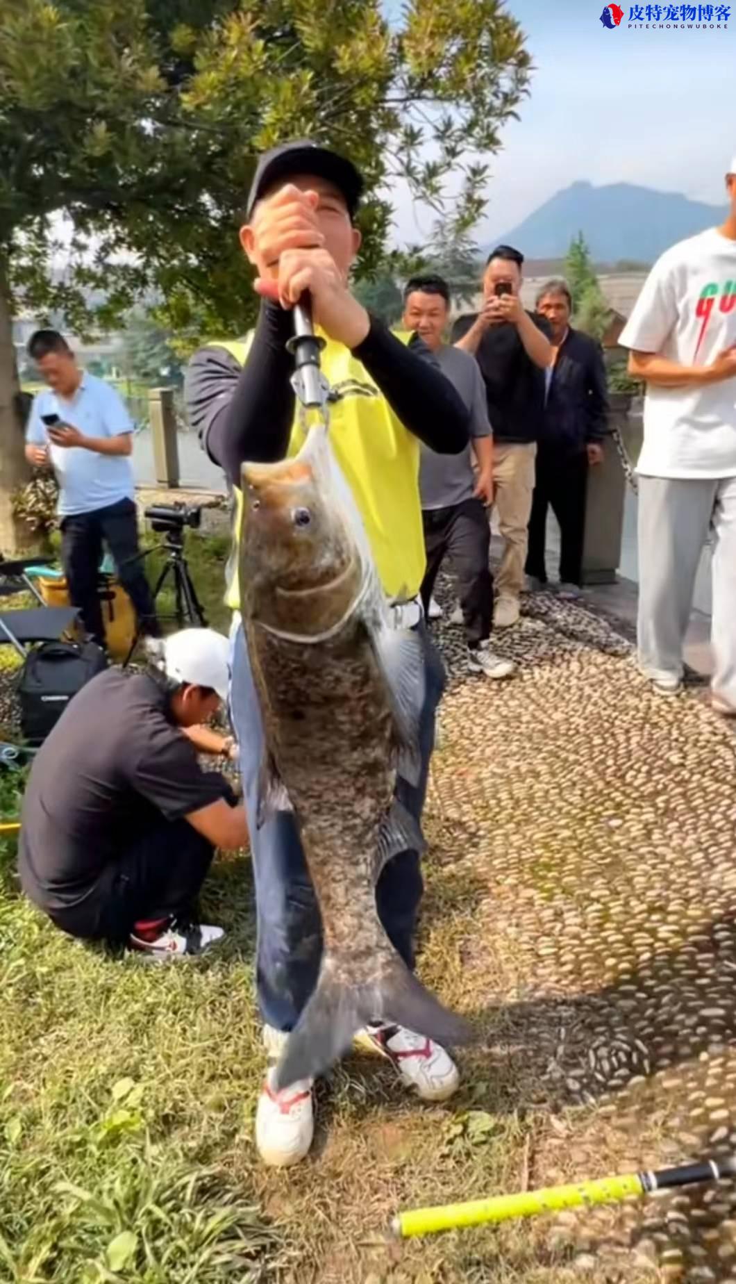 白鲢鱼怎么钓钓白鲢绝招，怎么钓白鲢多深水，手竿钓鲢鳙的技巧