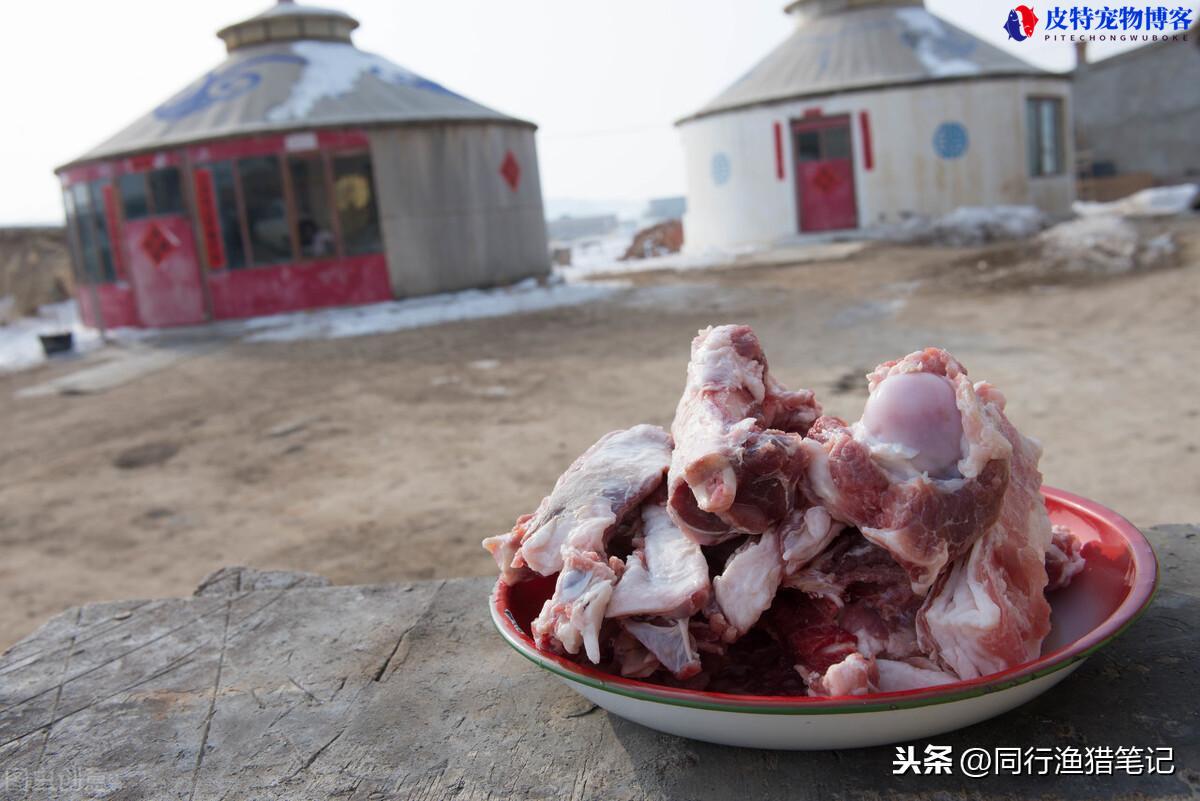 钓龙虾用什么诱饵最好，什么时间段最好钓，放地笼里面放什么诱饵