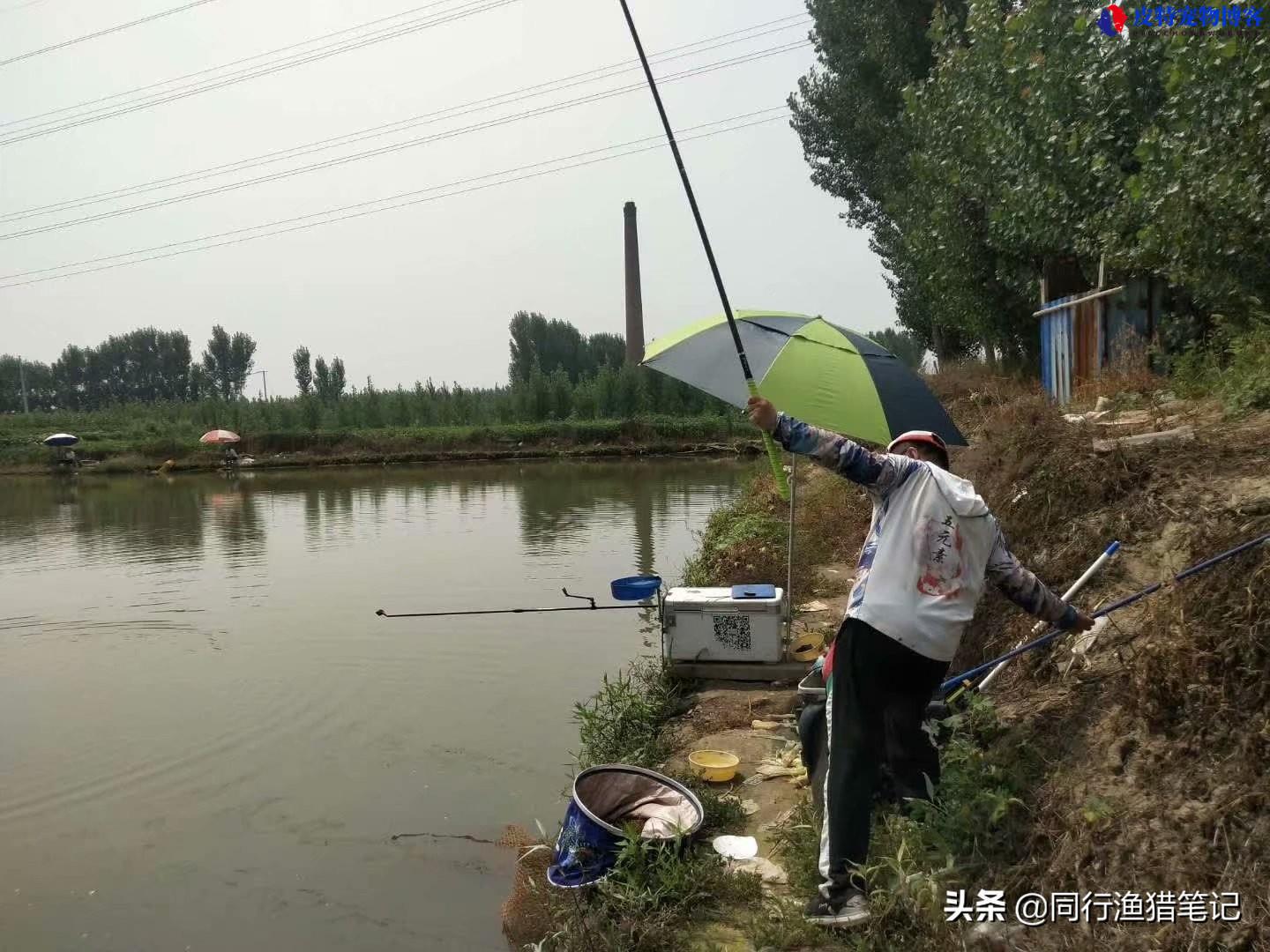 传统钓鱼竿最佳长度，一般需要买多少米，野钓用几米的竿最好用