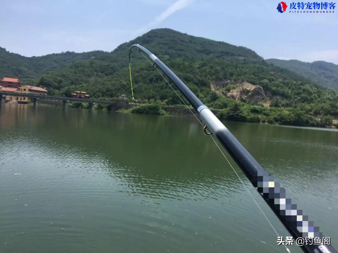 海竿夜钓鲢鳙钓多深水合适，可以短竿吗，抛竿浮钓鲢鳙的技巧和方法