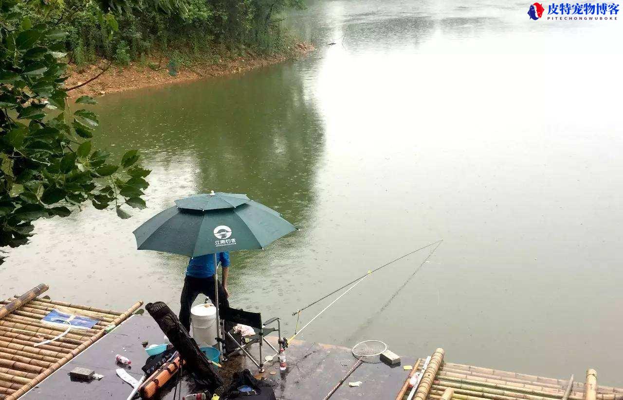 夏天钓鱼下雨能钓到鱼吗为什么，钓鱼与天气怎么选择