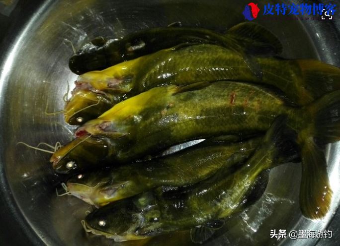 夏天钓黄骨鱼最佳时间和方法，什么天气好钓，怎么钓黄颡鱼又快又多