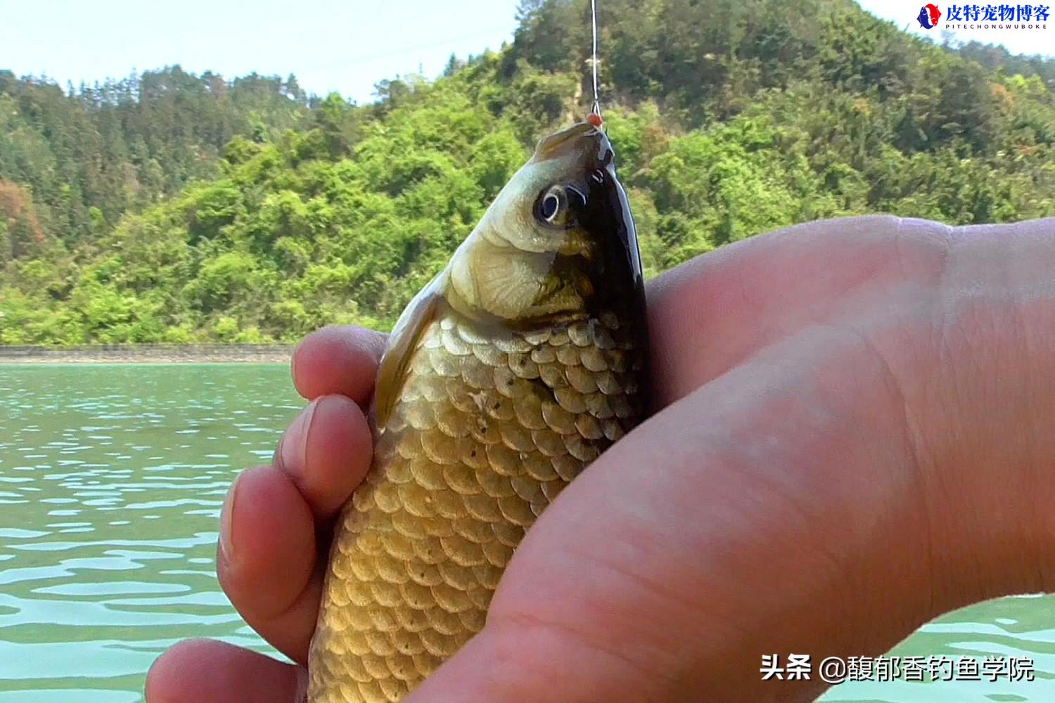 夏季钓鲫鱼饵料用腥还是香，用什么味型饵料比较合适?