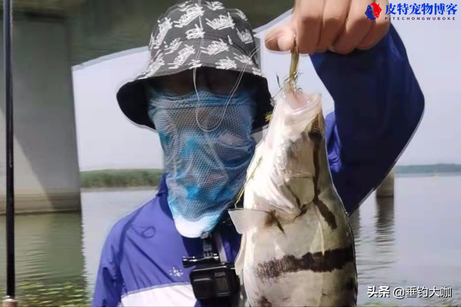 路亚用什么饵钓什么鱼介绍，路亚最实用的饵料有哪些