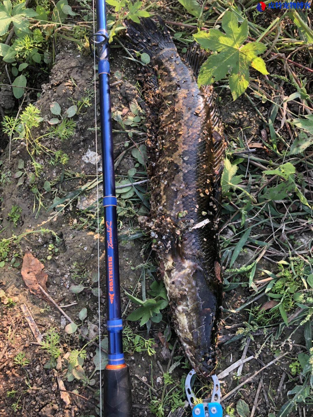 黑鱼几月份开口好钓，7月份好钓吗，几月份钓黑鱼最佳时间