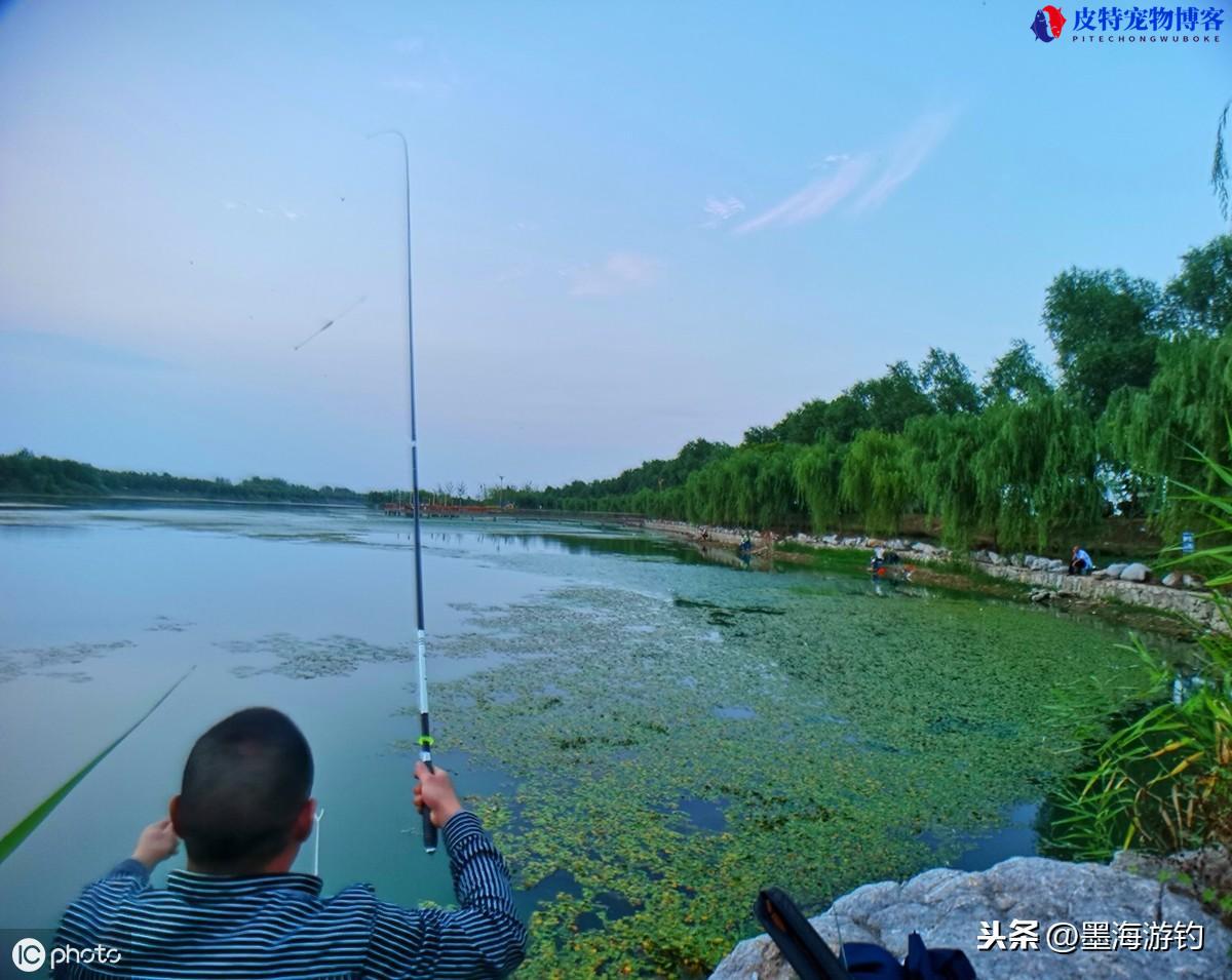 夏天钓黄骨鱼最佳时间和方法，什么天气好钓，怎么钓黄颡鱼又快又多