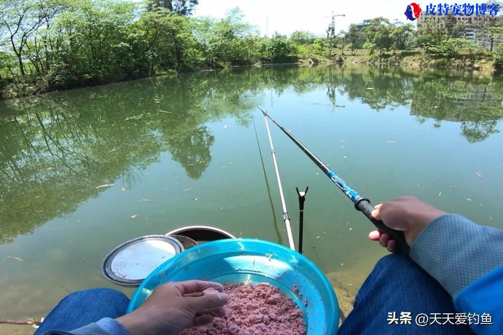 夏季海竿下雨天好钓鲢鳙吗为什么，钓鲢鳙气温多少度最好