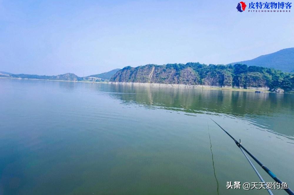 下雨钓鲢鳙好钓吗，钓深还是钓浅，三伏天钓什么鱼最好钓