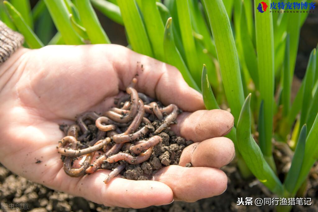 钓龙虾用什么诱饵最好，什么时间段最好钓，放地笼里面放什么诱饵