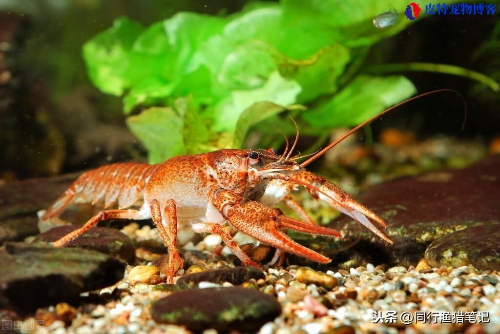 钓龙虾用什么诱饵最好，什么时间段最好钓，放地笼里面放什么诱饵