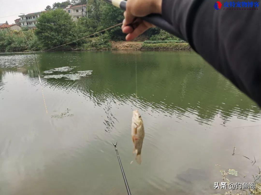 新手野钓用几号钩合适，袖钩几号大小通杀，伊势尼钩子钓鱼大小