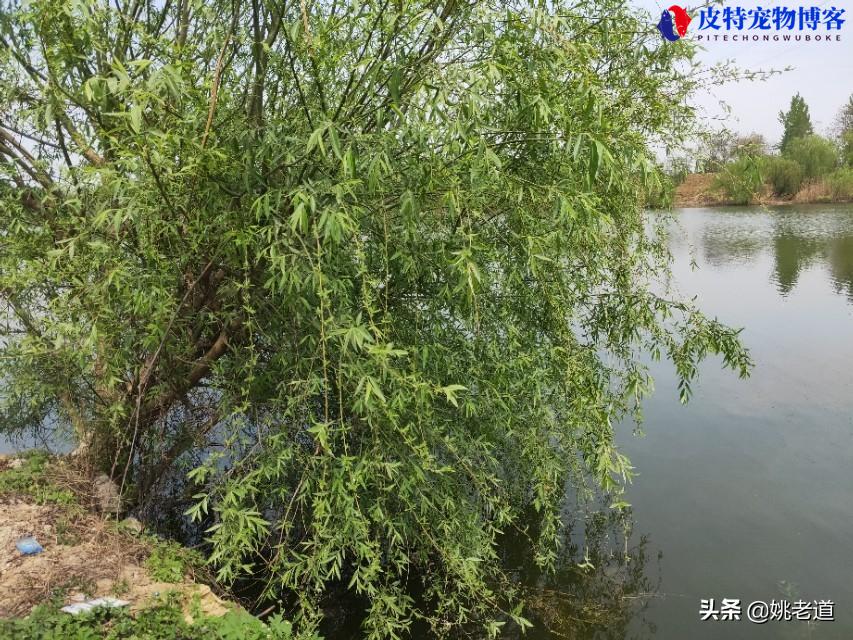 南风钓深水还是浅水，坐北岸还是南岸，为什么南风不好钓鱼