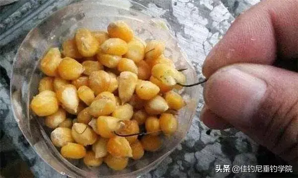 钓鱼玉米粒怎么泡制方法需要煮吗，制作秘方，玉米窝料怎么做诱鱼快