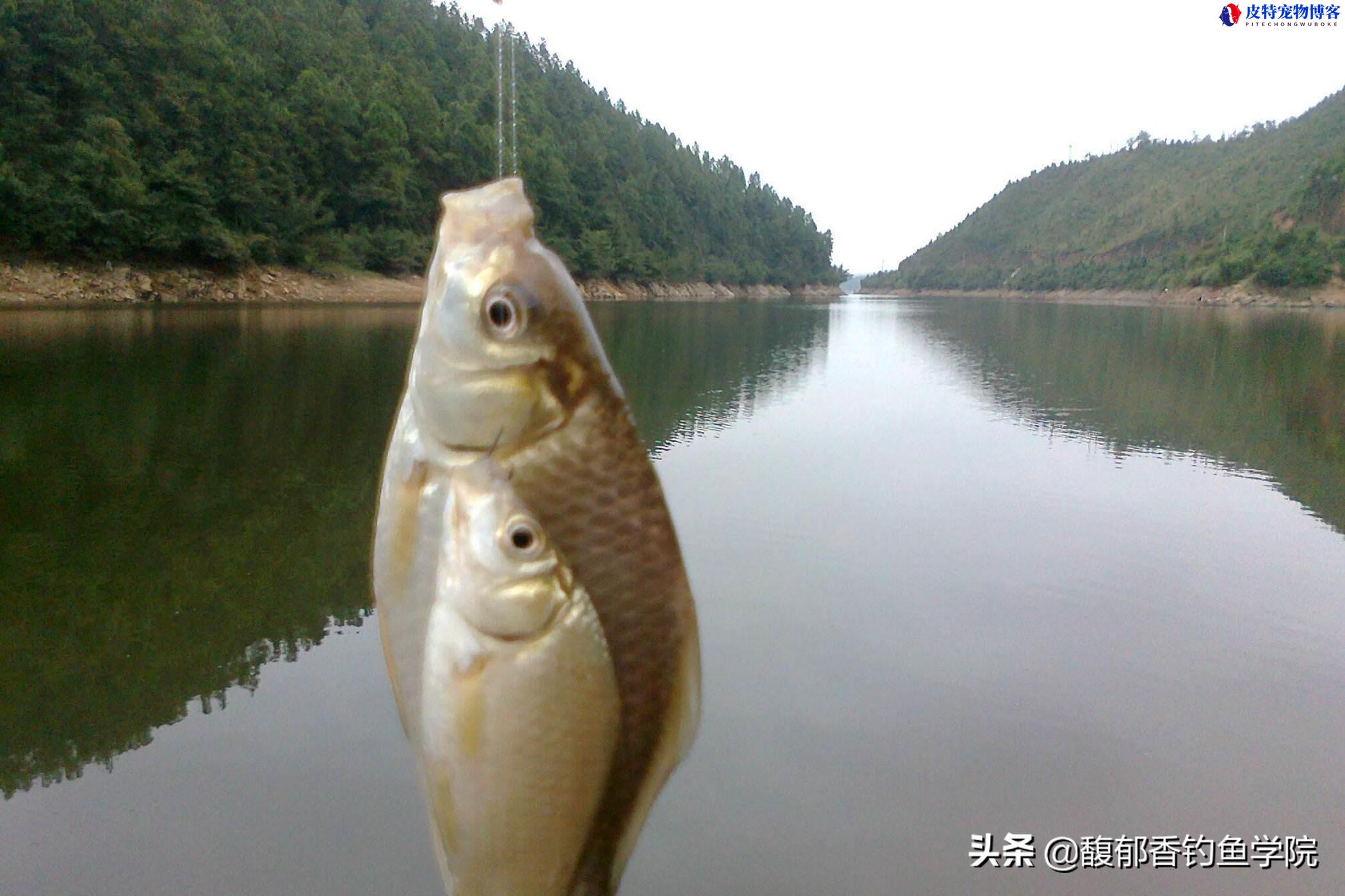 夏季钓鲫鱼饵料用腥还是香，用什么味型饵料比较合适?