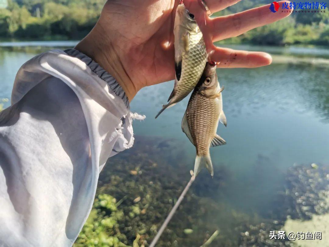 钓浮的浮漂怎样调好钓鱼，怎样调整浮漂示范，钓鱼漂不沉是咋回事