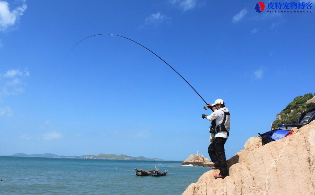 夏天鲫鱼什么时间钓鱼最好钓，为什么看到鱼不吃钩，鲫鱼几点钓合适