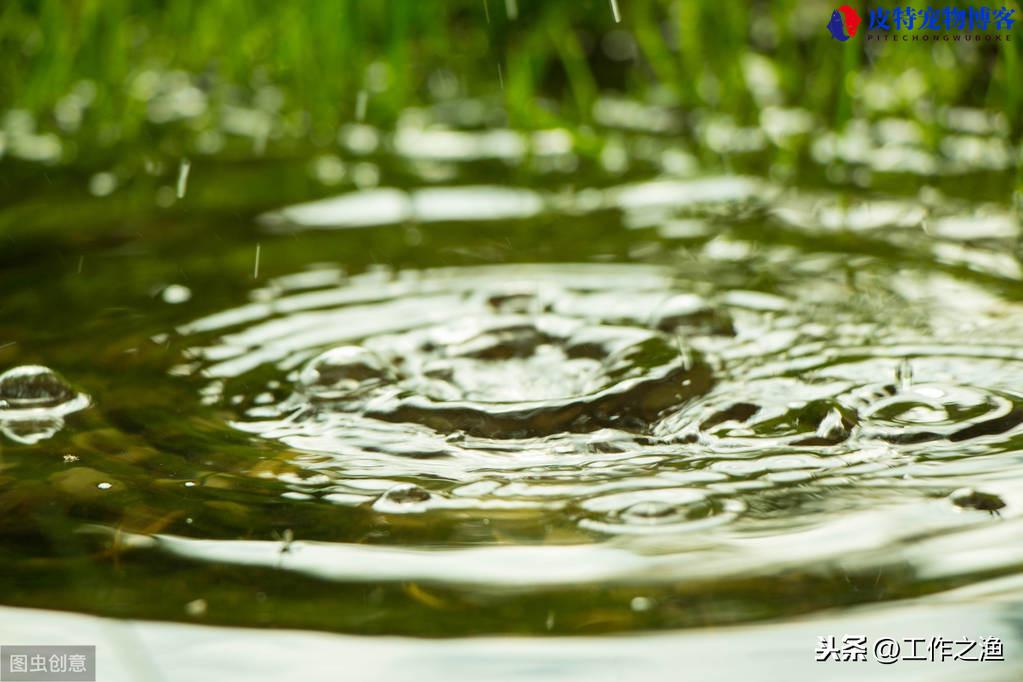 夏天下过雨好钓鱼吗，怎么钓鱼，钓鱼宁钓雨前不钓雨后对吗