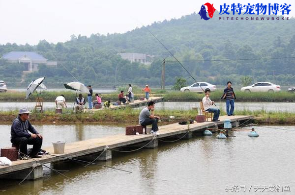 天天钓鱼黑坑攻略，晚上钓黑坑的技巧，黑坑钓鱼技巧大全口诀