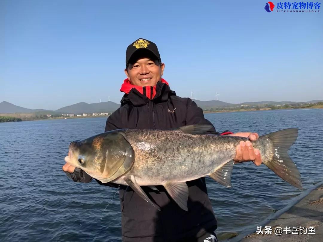 淡水和野钓钓鱼竿怎么选择铅坠的大小，浮漂吃铅量与铅坠关系