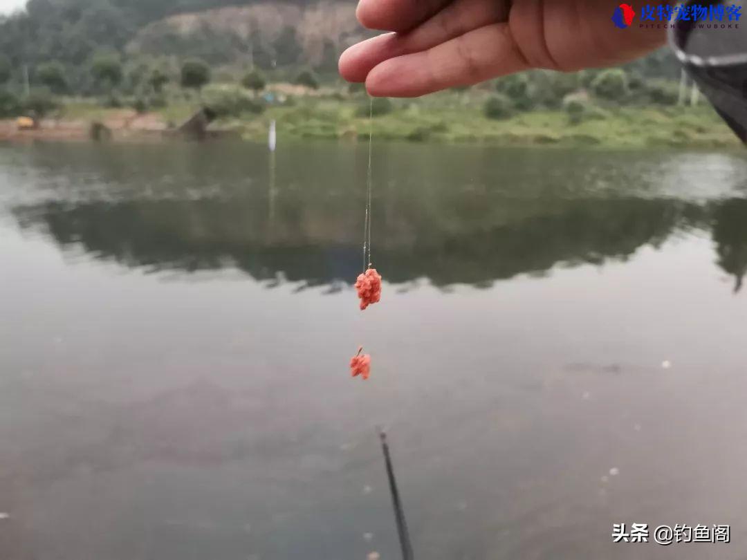 经典老三样老闹小雨钓鲫鱼怎么搭配（介绍老三样钓鲫鱼时的搭配方式和技巧）