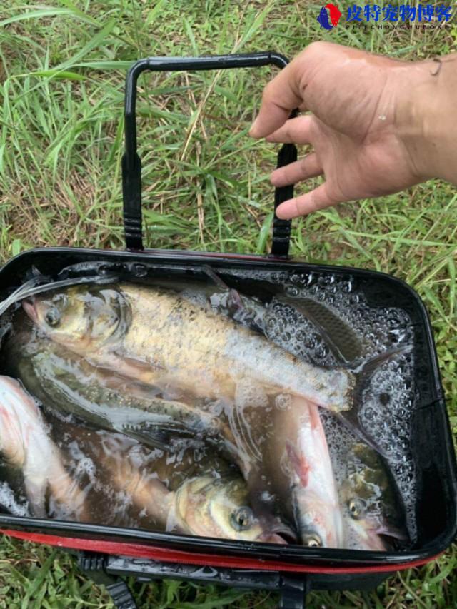 钓鲢鳙最好的饵料草莓味还是酸臭味的，手竿锚钩浮钓鲢鳙鱼的技巧方法