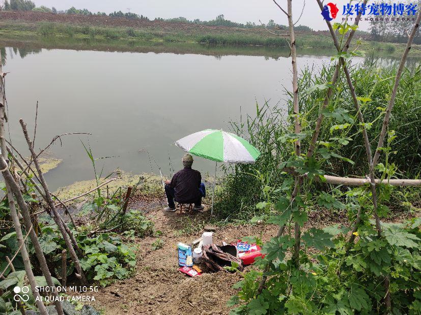 钓鲫鱼是铅坠沉底还是钩沉底（了解钓鲫鱼时使用的下沉方式）