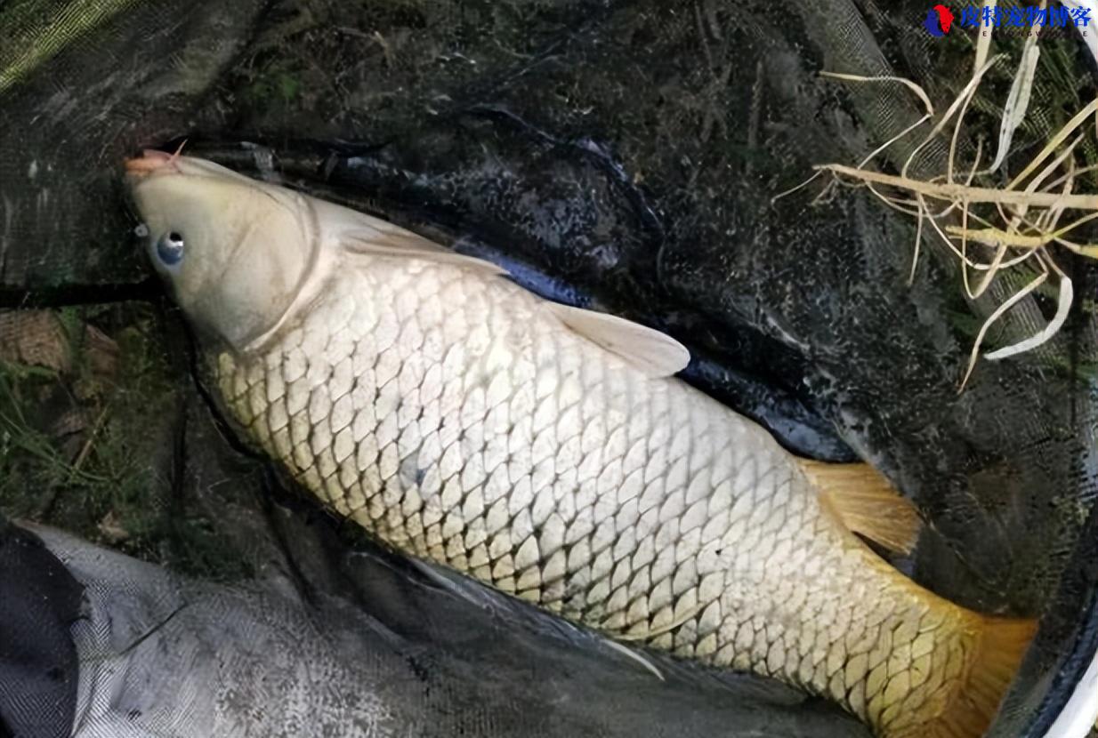 夏天晚上钓鱼钓底还是钓浮（了解晚上钓鱼时选择钓底或钓浮的优劣）