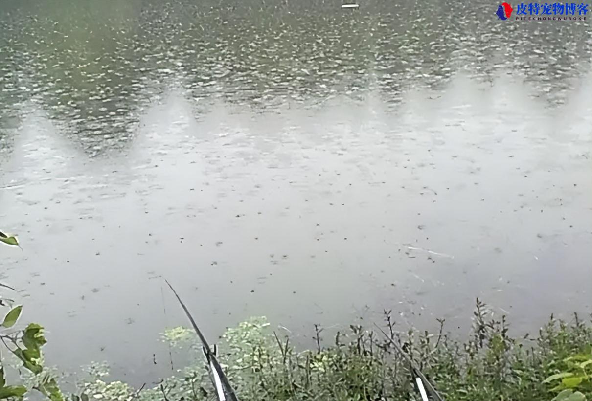 夏天晚上钓鱼钓底还是钓浮（了解晚上钓鱼时选择钓底或钓浮的优劣）