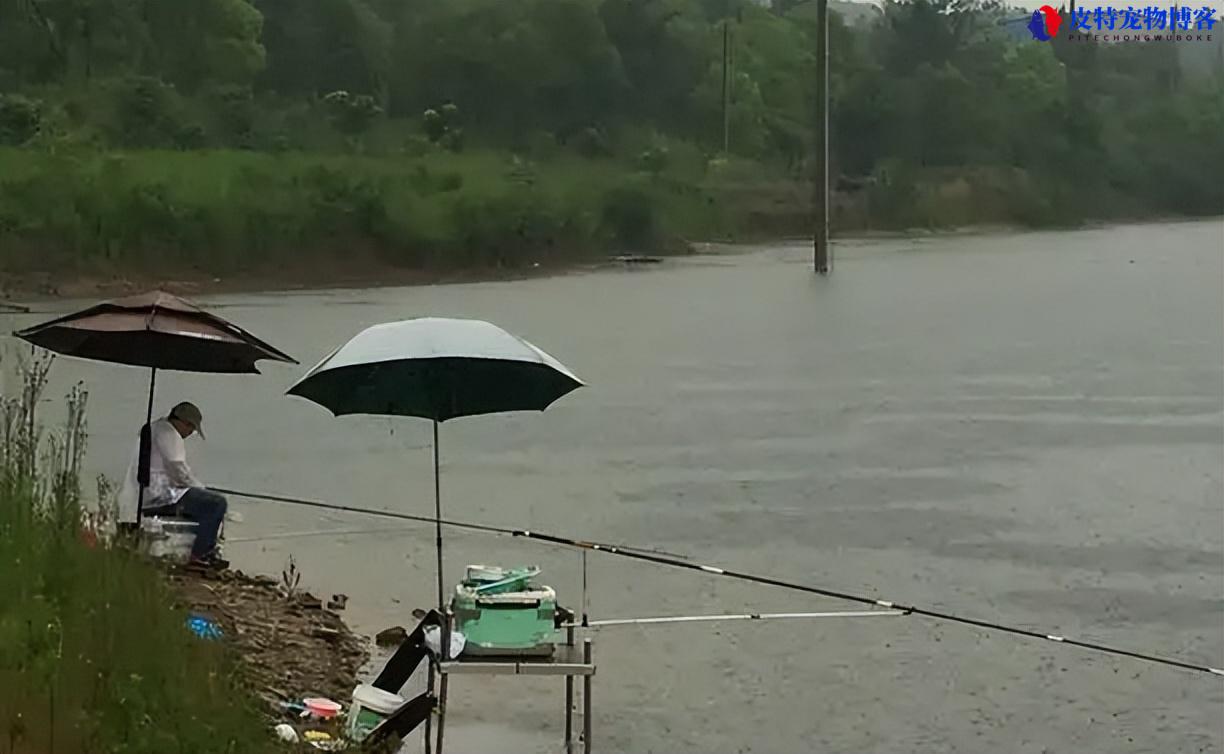 夏天晚上钓鱼钓底还是钓浮（了解晚上钓鱼时选择钓底或钓浮的优劣）