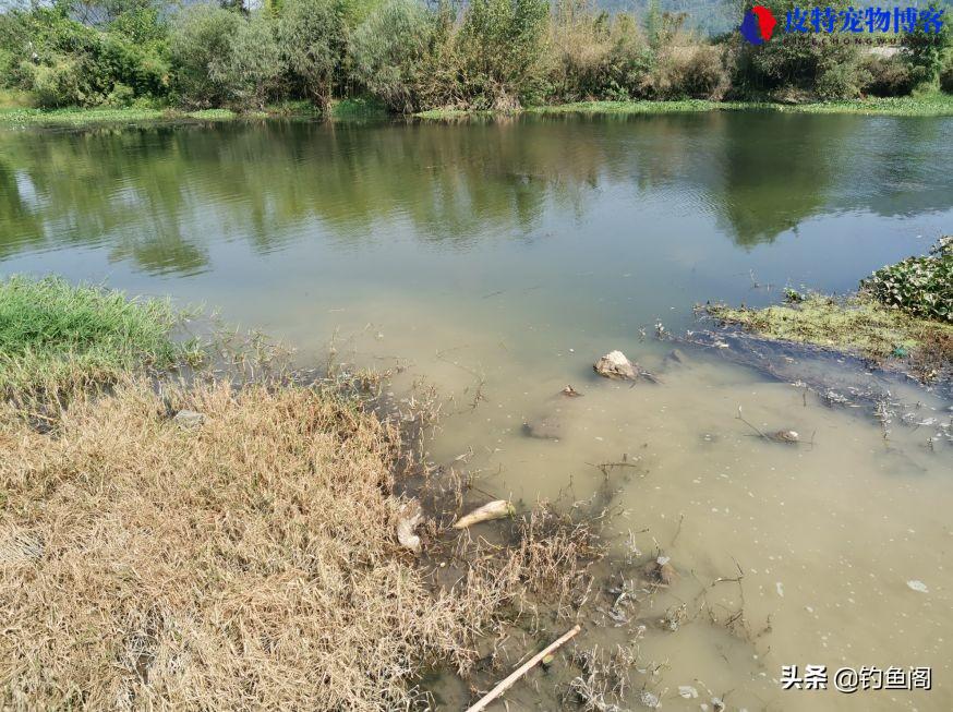 钓鱼钓底还是钓浮好一点，钓浮怎么调漂，野钓什么时候钓浮漂最好