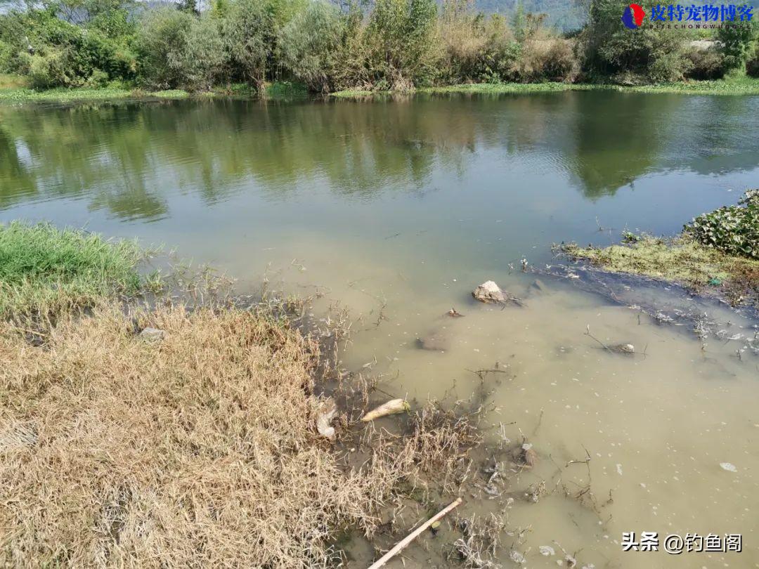 夏季钓鱼没口是什么原因引起的，怎么应对，野钓没口最好的应对方法