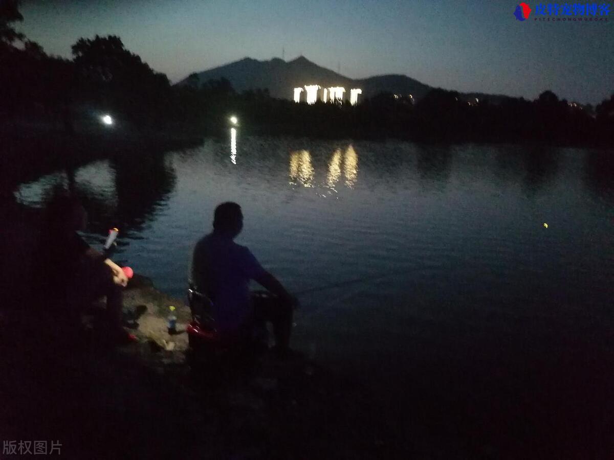 夜钓草鱼用玉米还是饵料，钩距大还是小，夏末秋初如何钓草鱼最佳方法