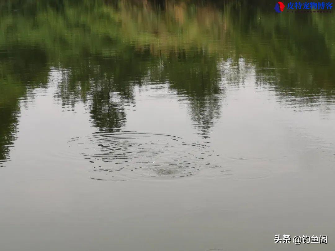 夏季钓鱼没口是什么原因引起的，怎么应对，野钓没口最好的应对方法