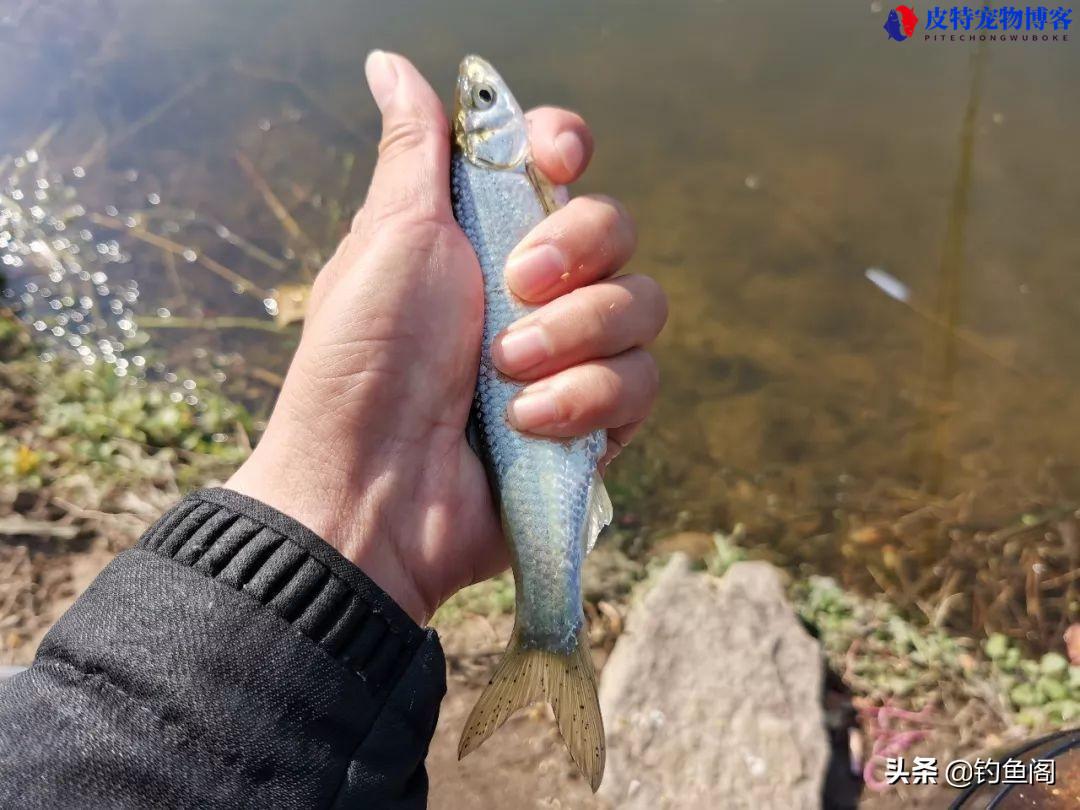 钓鱼钓底还是钓浮好一点，钓浮怎么调漂，野钓什么时候钓浮漂最好