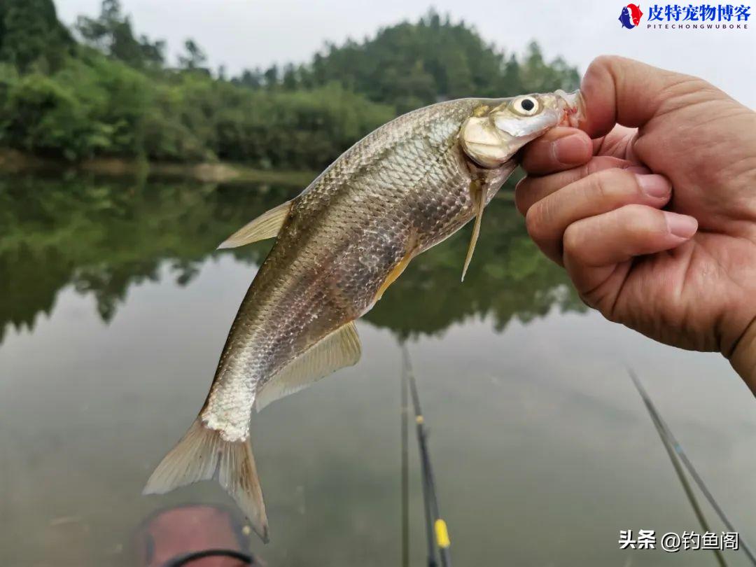 夏季钓鱼没口是什么原因引起的，怎么应对，野钓没口最好的应对方法