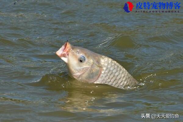 海竿大风天在河边钓鱼好钓吗，海钓什么风向适合钓鱼，钓鱼风向口诀