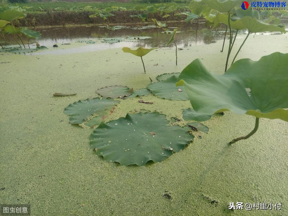 钓龙虾的最佳时间是什么时间，是中午还是晚上，钓小龙虾的最佳几月份