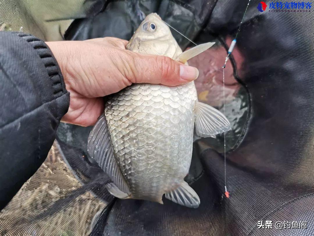 钓鱼钓底还是钓浮好一点，钓浮怎么调漂，野钓什么时候钓浮漂最好