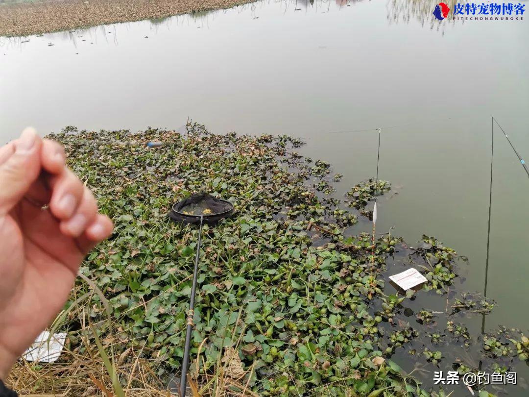 钓鱼钓底还是钓浮好一点，钓浮怎么调漂，野钓什么时候钓浮漂最好