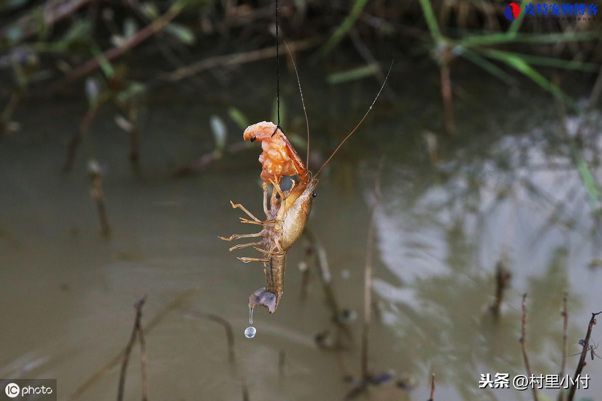 钓龙虾的最佳时间是什么时间，是中午还是晚上，钓小龙虾的最佳几月份