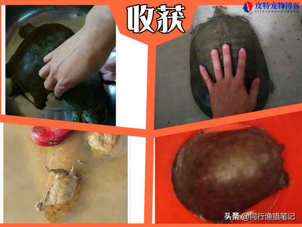 钓甲鱼用什么饵料和时间段钓最好（探讨适合钓甲鱼的最佳饵料选择）