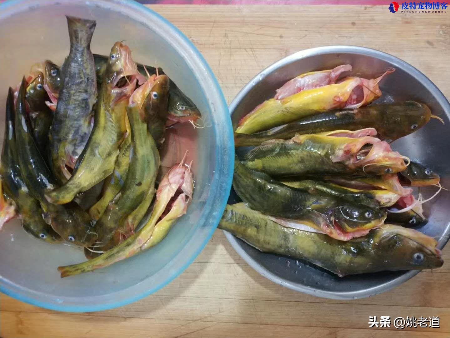 夏天夜钓用蚯蚓还是饵料好（在夜间钓鱼时，选择蚯蚓还是其他饵料）