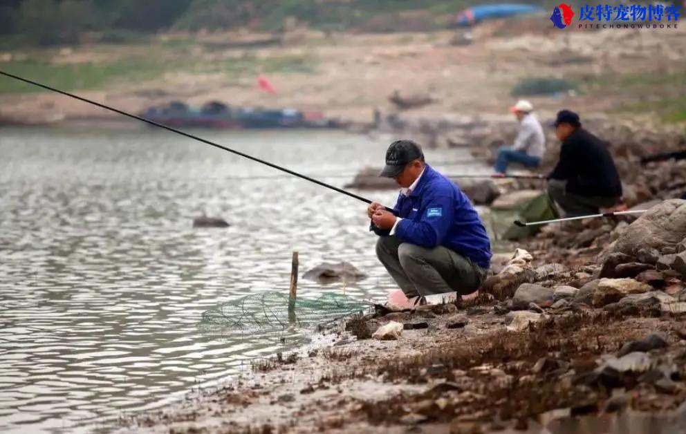 野钓鲤鱼用什么鱼钩和打窝料最好（探讨适合钓鲤鱼的最佳鱼钩选择）