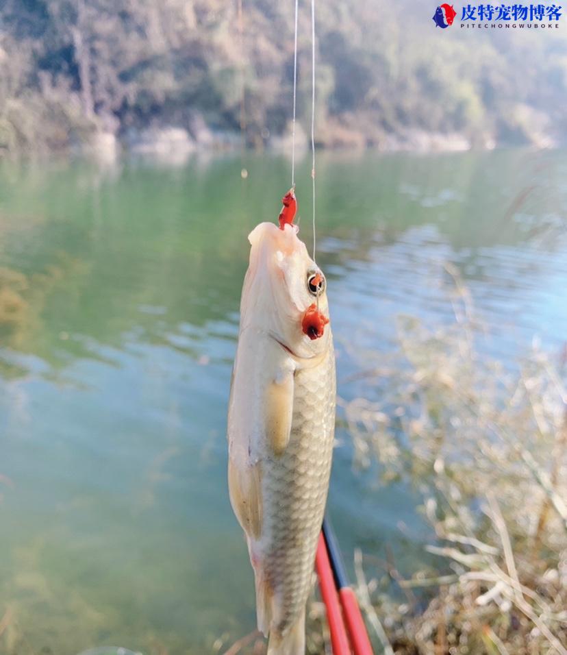 红虫颗粒饵料钓鱼怎么挂钩（教授用红虫钓鱼时正确的上钩方法）