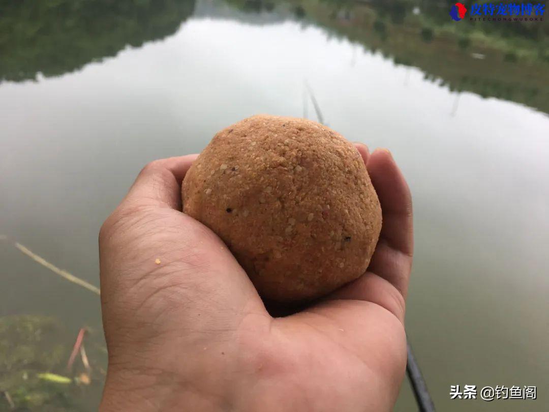 钓鲤鱼鲫鱼饵料怎么搭配（了解适合钓鲤鱼和鲫鱼的饵料选择）