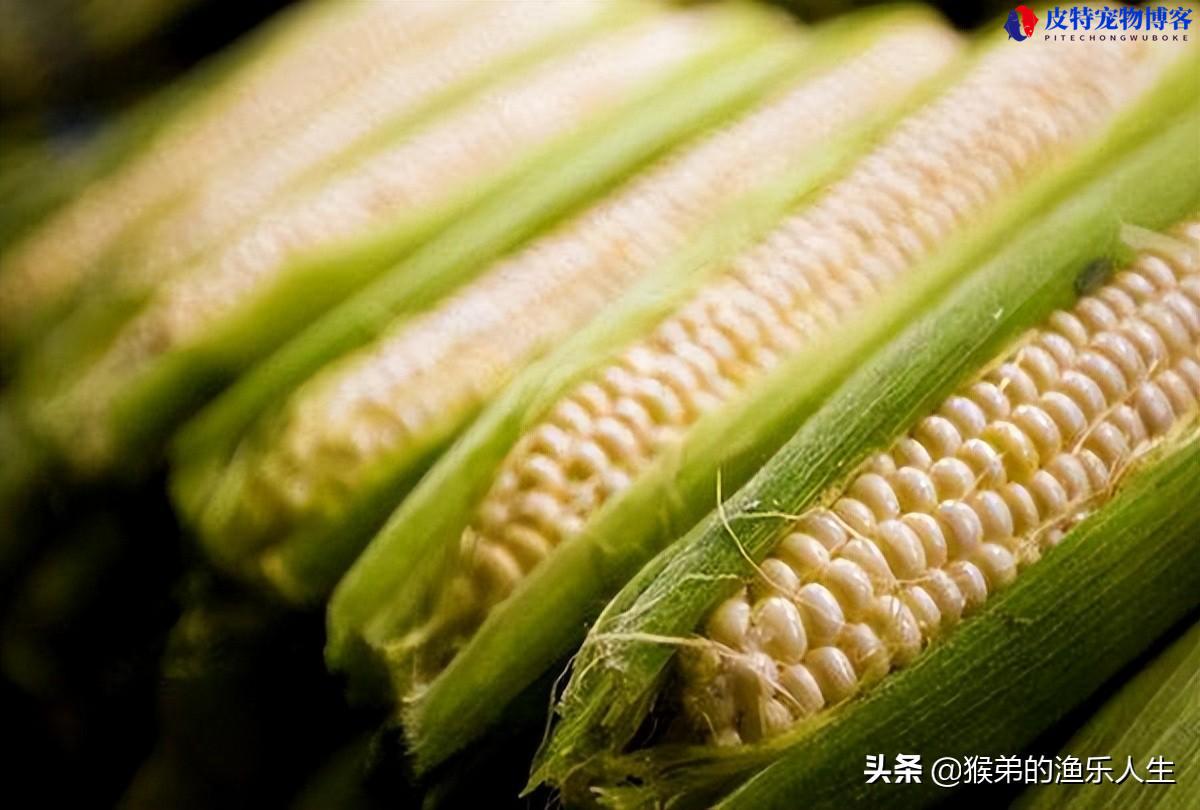 夏天钓鱼用什么饵料最好，用饵料还是蚯蚓（推荐适合夏季钓鱼的最佳饵料）