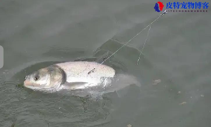 钓鲢鳙用几克浮漂,用几号钩（详细探讨钓鲢鳙时合适的浮漂重量选择）