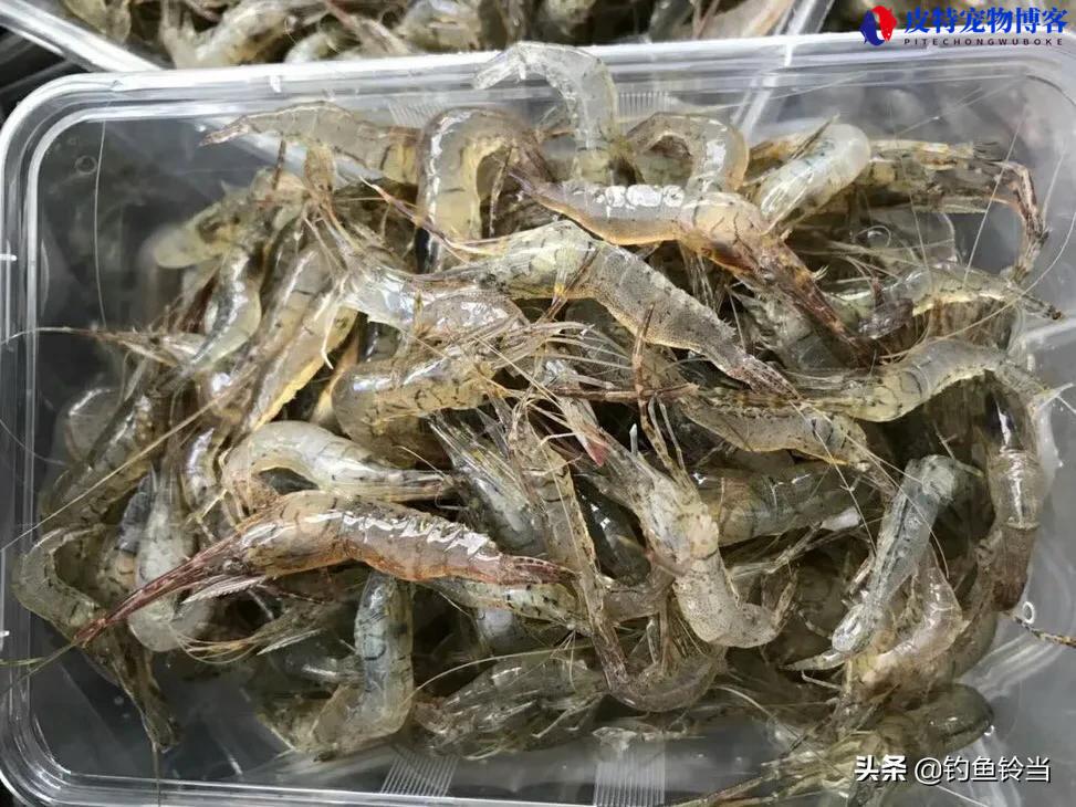 海钓假鱼饵最好用什么（介绍适用于海钓的各类鱼饵）